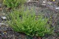 Clinopodium nepeta subsp. spruneri